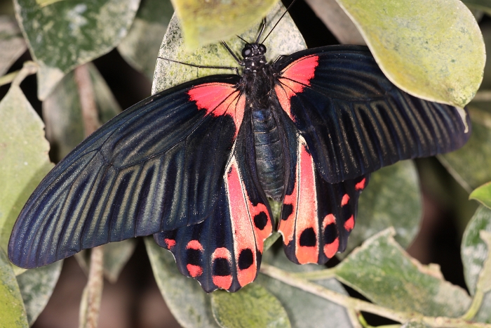 Sortie 1er aout - Papillorama - 056